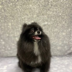 Meet your Posher, Vanessa